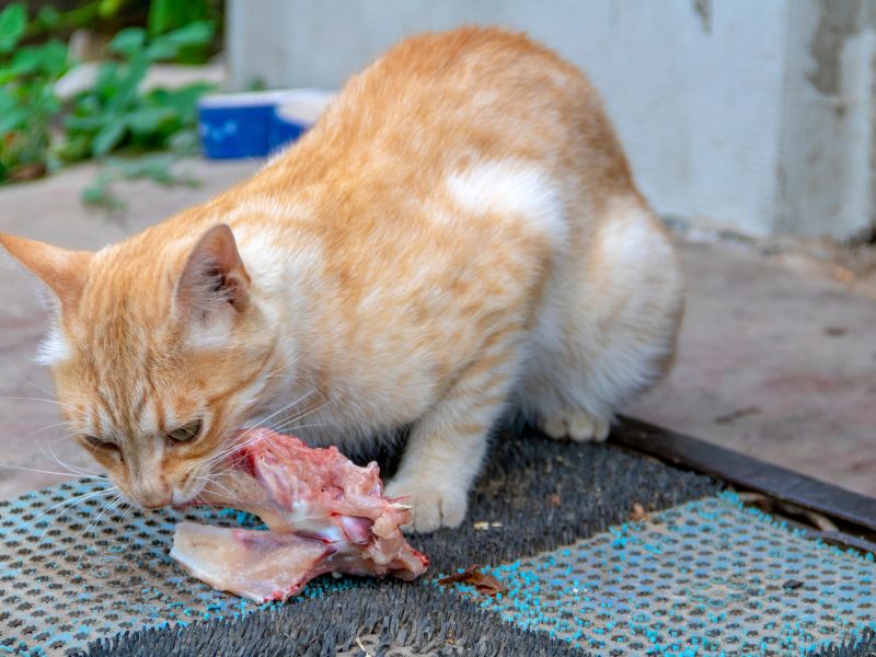 A Cat eating raw meat