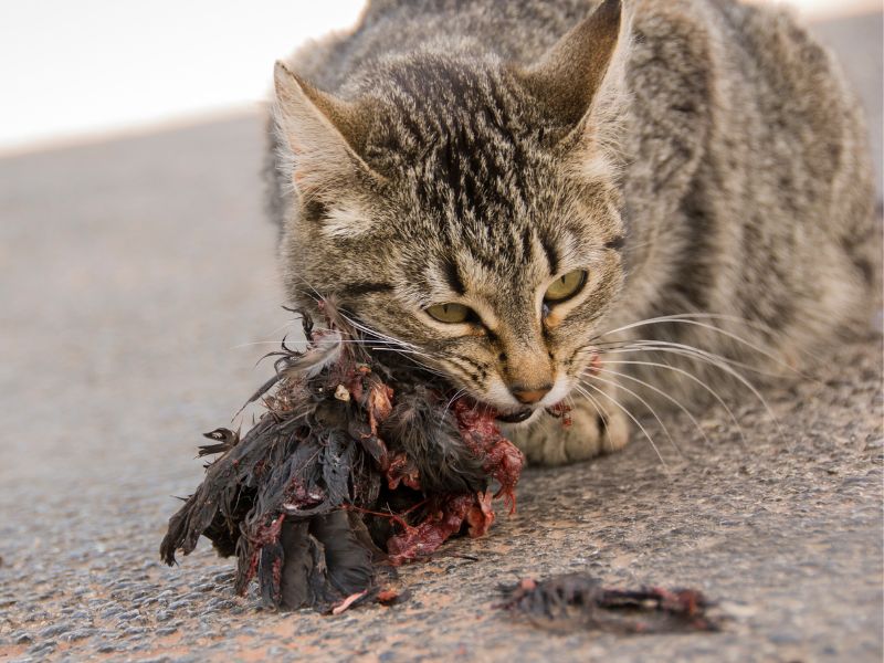 A cat eating a wild bird