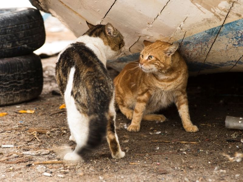 Cats facing up for a fight