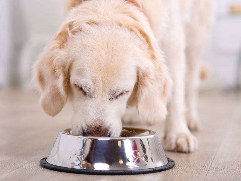 Dog Eating from Bowl