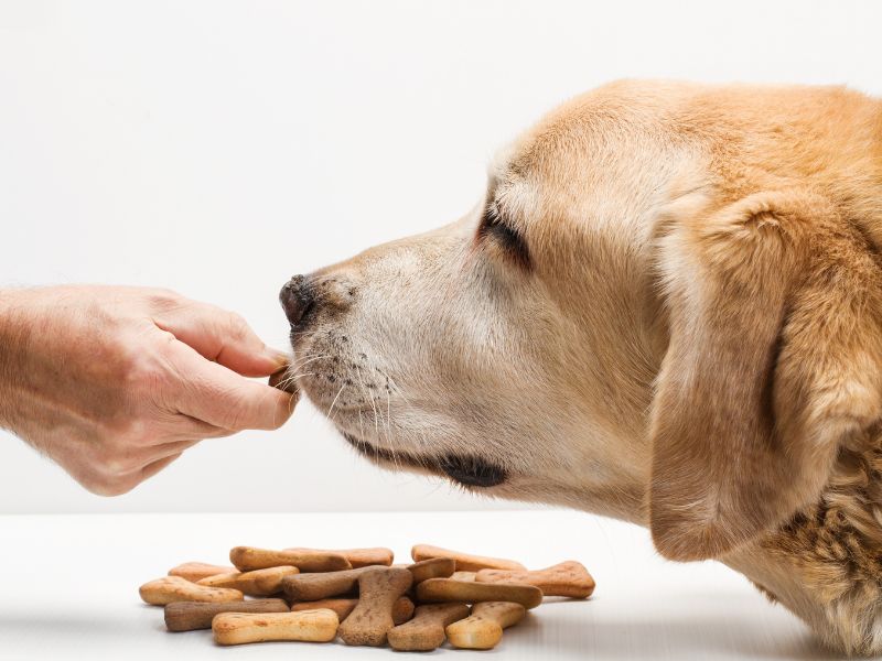 Dog Given Biscuits