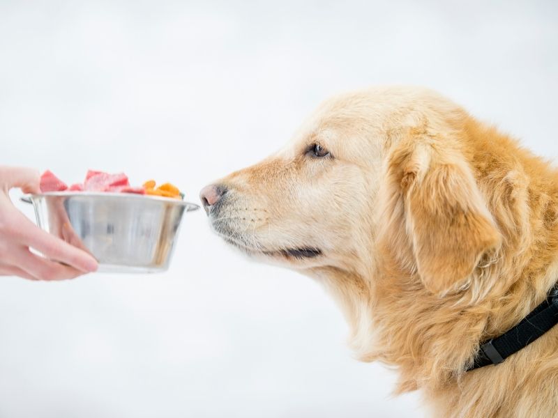 A Golden Retriever offered a dish of Meat