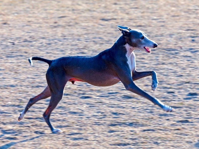 Italian Greyhound Running