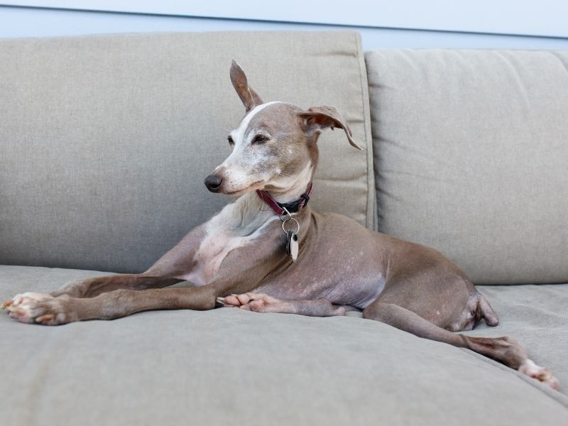Italian Greyhound Resting on the Sofa
