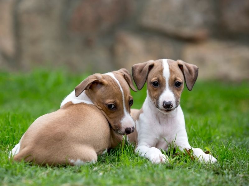 Two Cute Italian Greyhound Pups