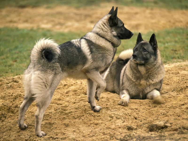 Two Norwegian Elkhounds