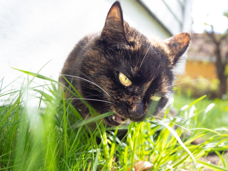 A Cat eating grass