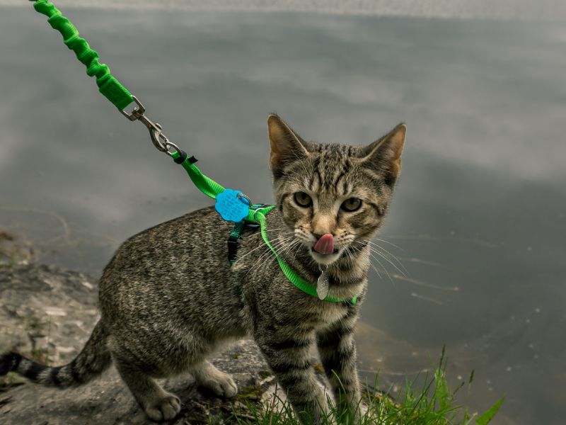 Cat on a Lead