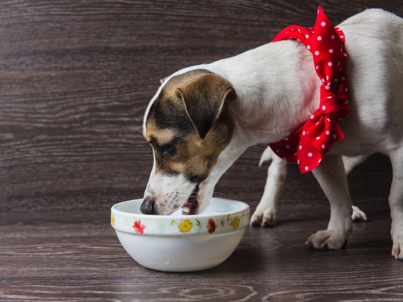 Small Dog Eating from Bowl