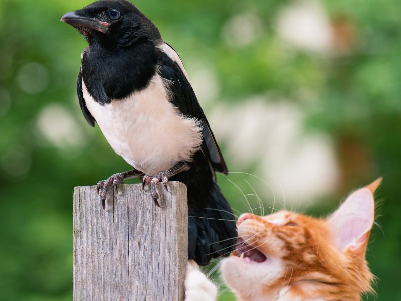 A cat pouncing on a young magpie