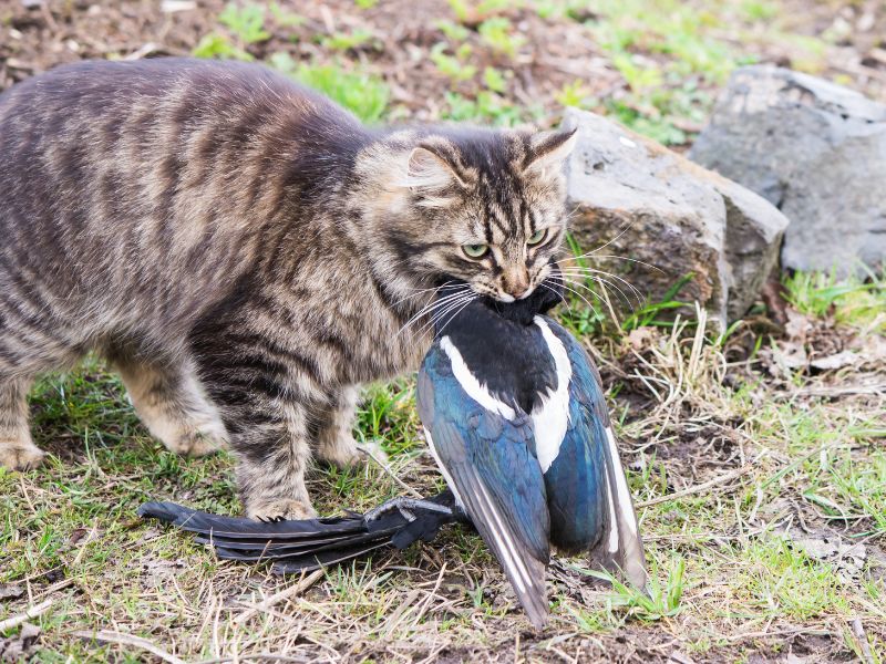 A cat with a bird in it's mouth