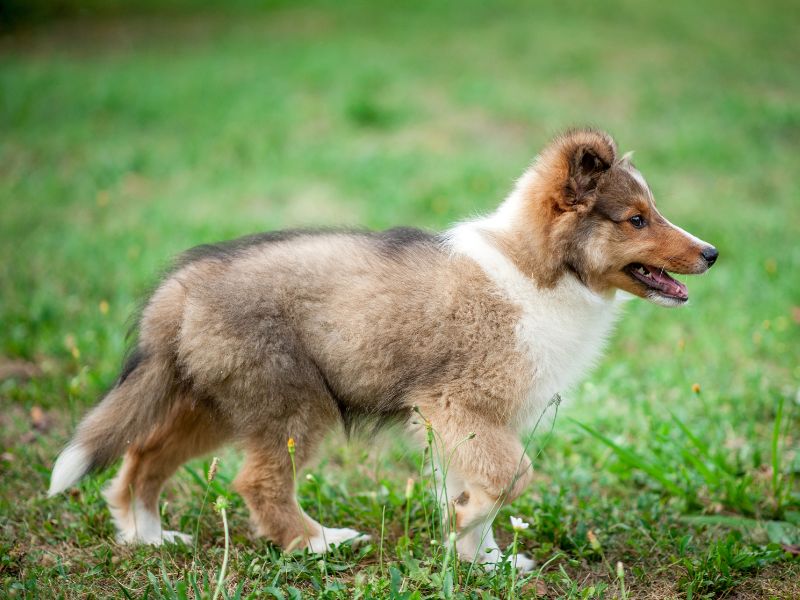 A Shetland Sheepdog Pup