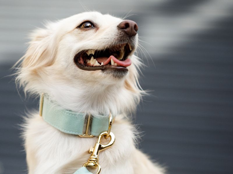 Dog wearing a normal collar