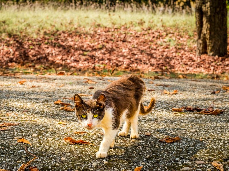 A Small Cat Wandering in the Park