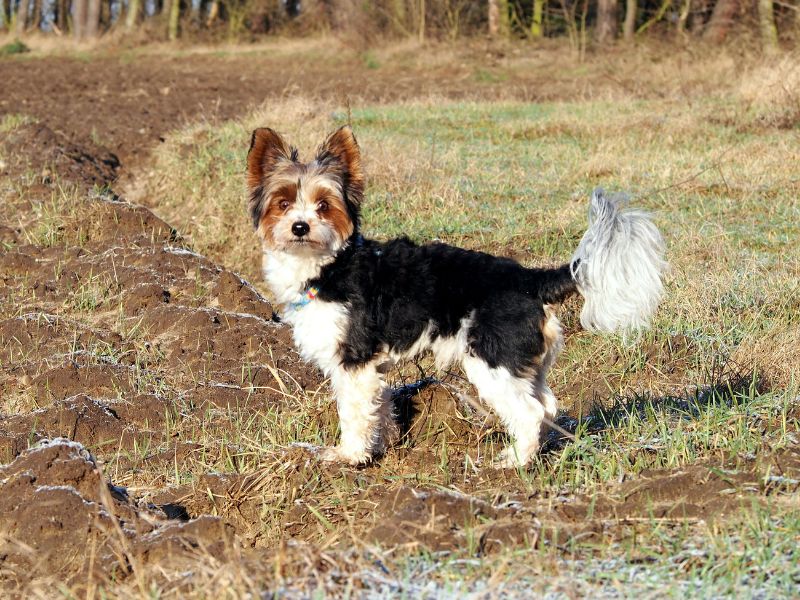 The Biewer Terrier is a larger breed of Yorkshire Terrier