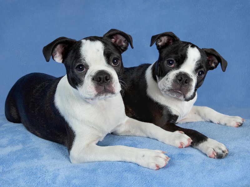 Two cute Boston Terriers