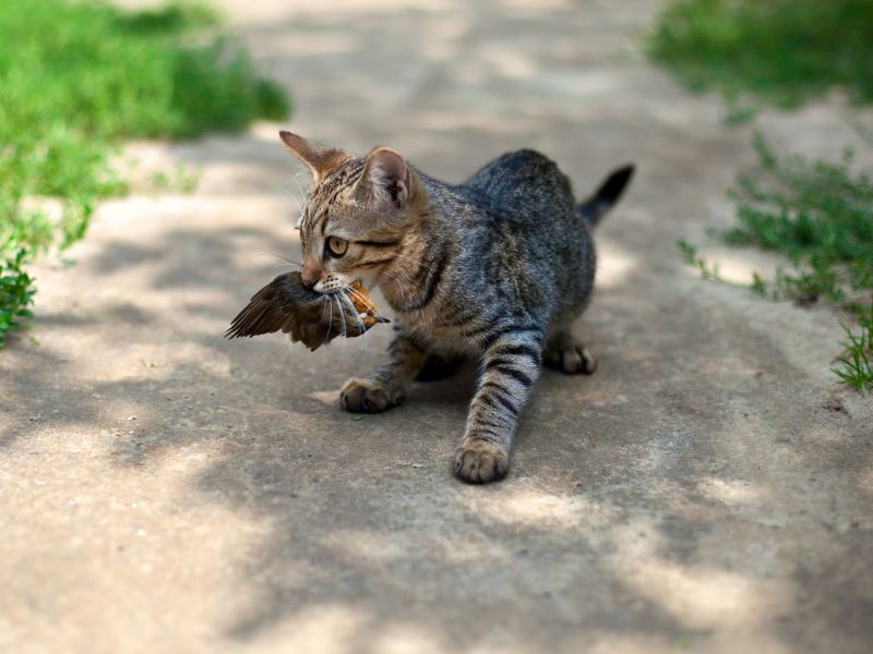 A young cat captures a small bird
