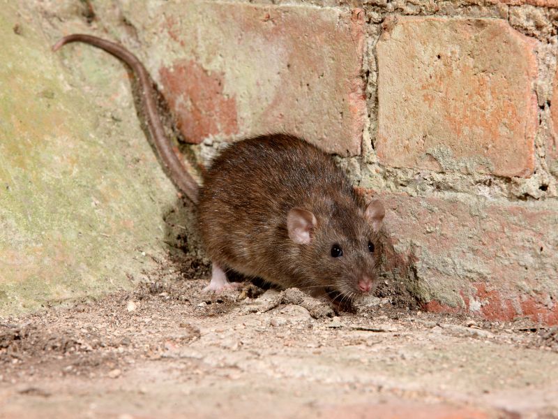 A Brown Rat