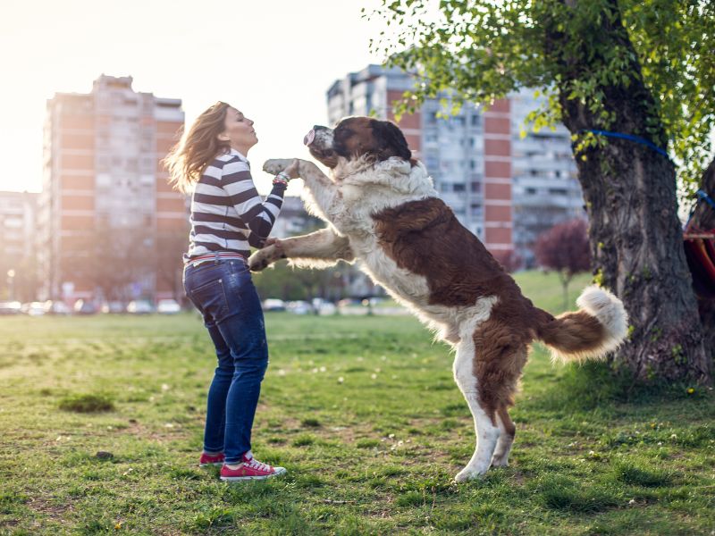 A dog jumping up is not always welcome behavior