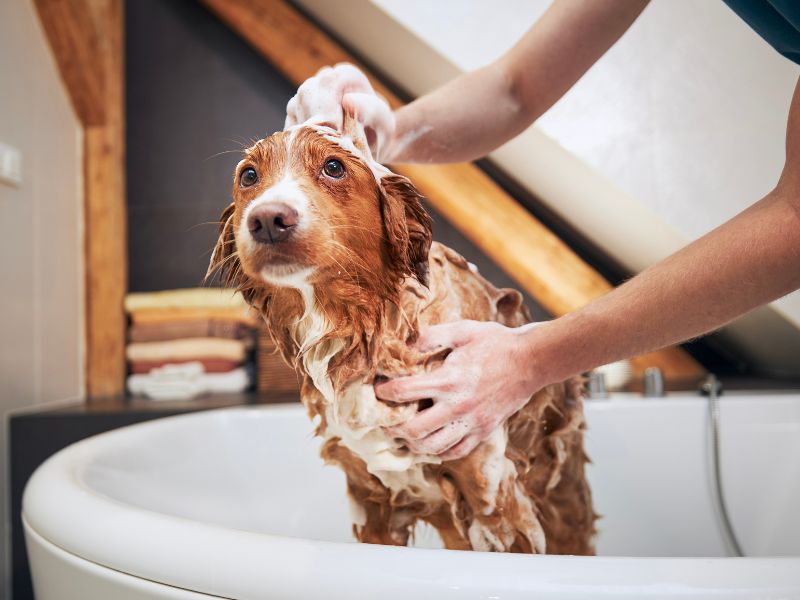 Giving your dog a bath