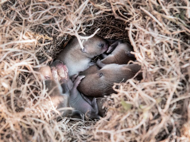 A nest of baby mice