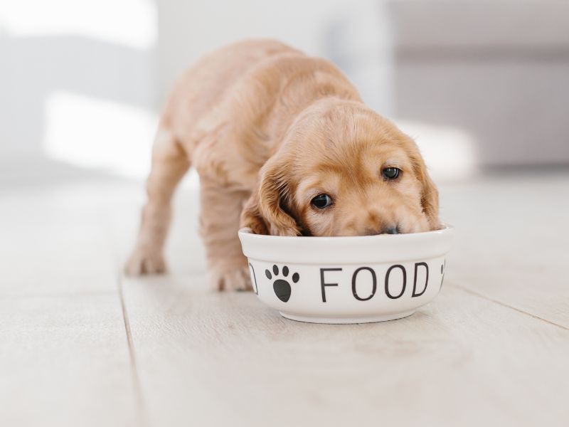 A pup should have a nutritious diet to help it grow