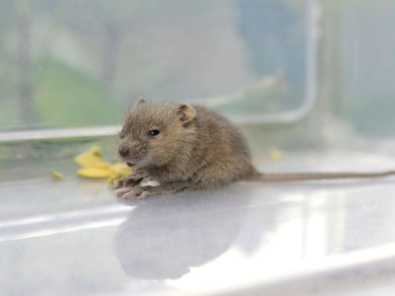 A small house mouse