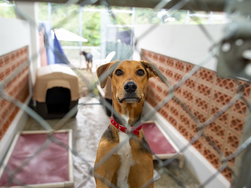 Dog at the shelter, waiting for a new family