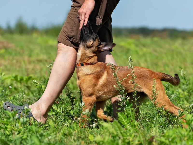 Belgium Shepherd puppy being trained