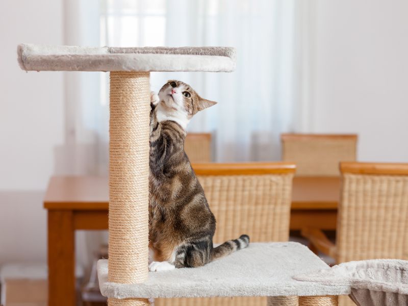 Cat using a scratching post in the home