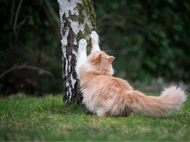 Outdoor cats may use a tree for scratching