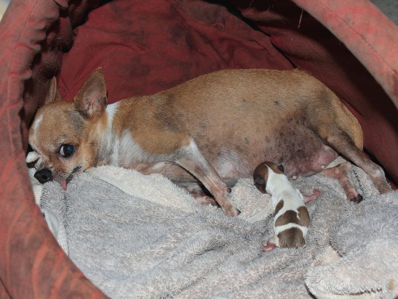 Pregnant Chihuahua just given birth to first pup!