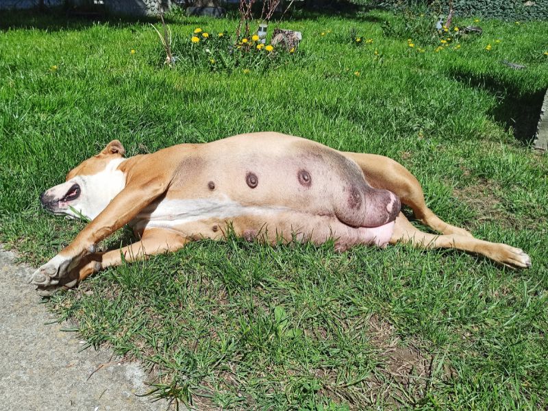 Pregnant dog resting on grass