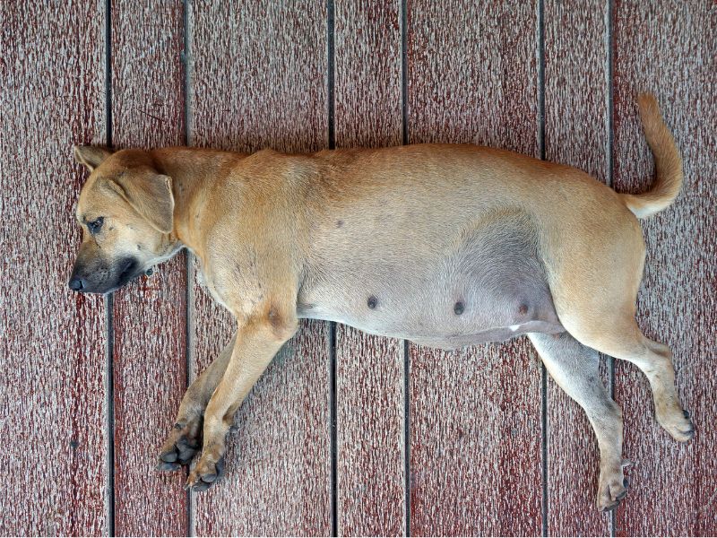 Pregnant dog resting on floor