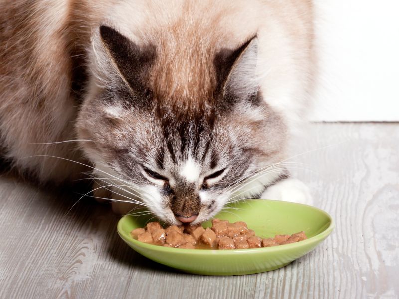 Cat eating some wet food