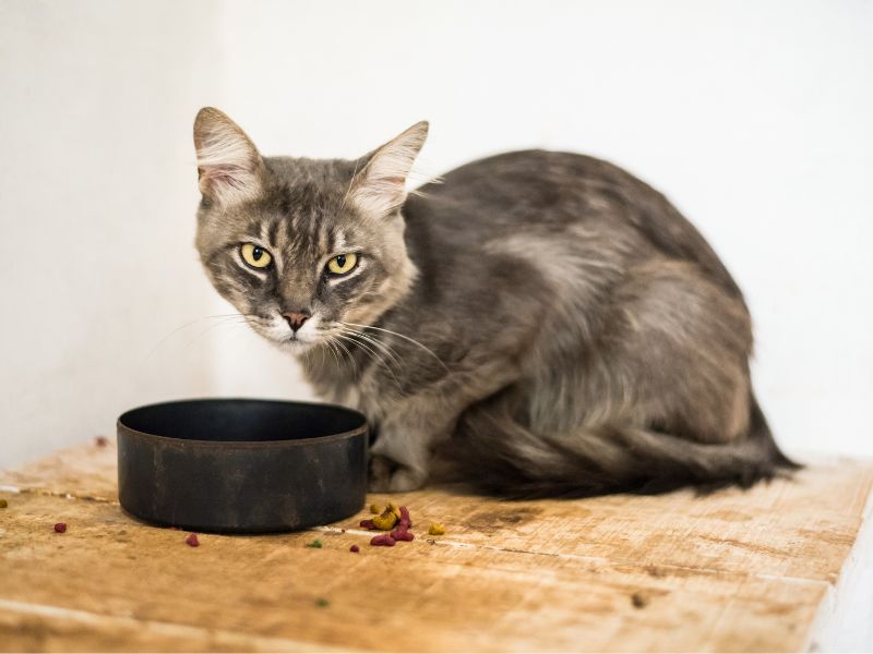 Cats may lose their appetite for a number of reasons