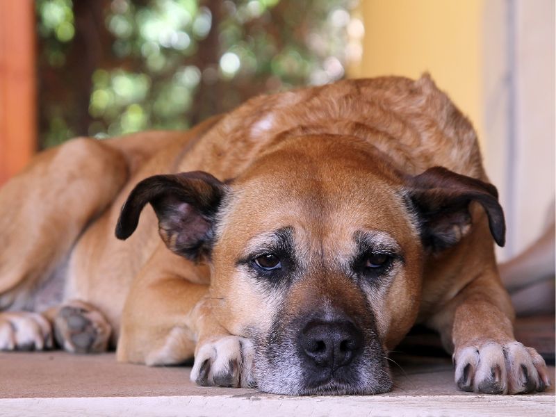 Older dogs may want to sleep more