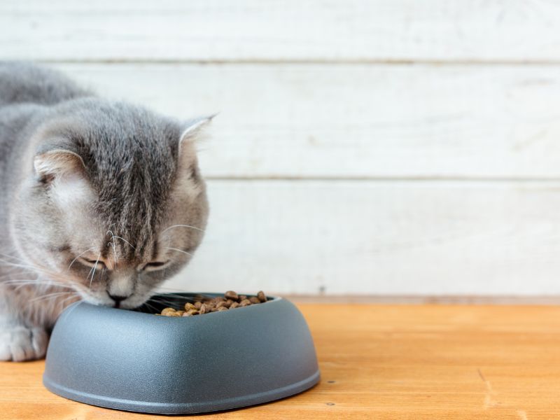 Some cats can be naturally picky eaters
