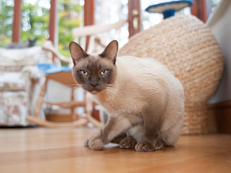 A Siamese cat staring at the camera
