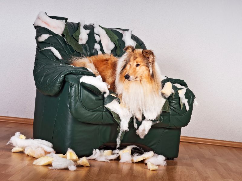 A bored dog may display destructive behavior