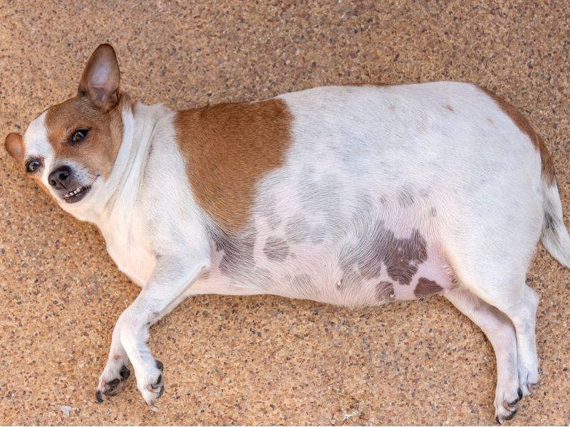 An overweight Chihuahua lying on the floor