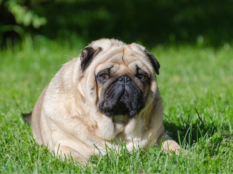 An overweight Pug lying on the grass