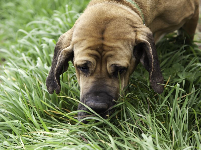 Bloodhound eating grass
