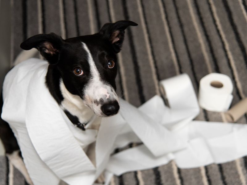 Boredom can result in your dog getting up to mischief