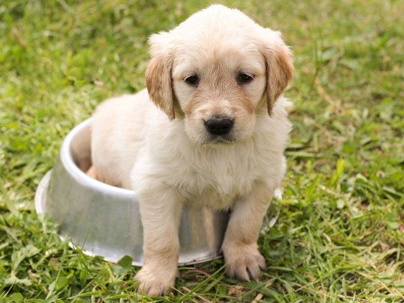 Golden Retriever Puppy