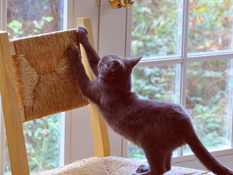 If you don't have a scratching post your cat may damage your furniture