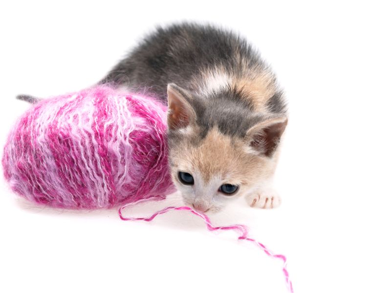 Kitten playing with a ball of wool.