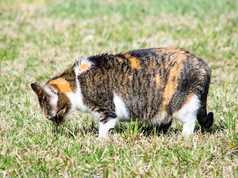 Pregnant cat in the garden