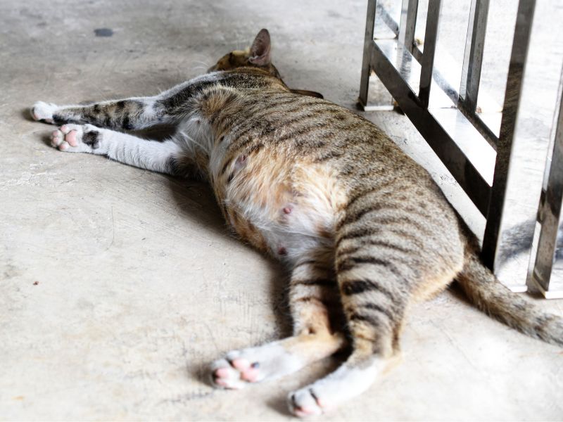 Pregnant cat lying on the floor