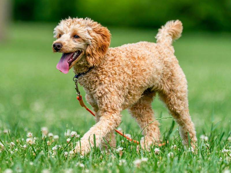 Regular exercise will keep your dog fit and healthy